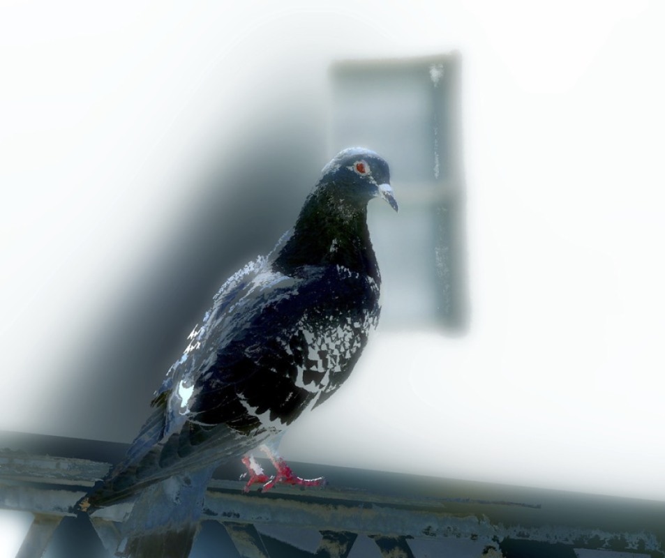 Pigeon II