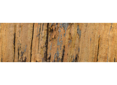 Eucalyptus 2, 370° (Edition 1/5)