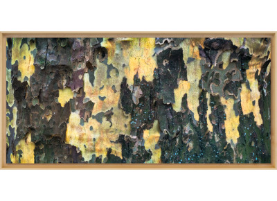 Plane Tree Study (Edition 1/10)