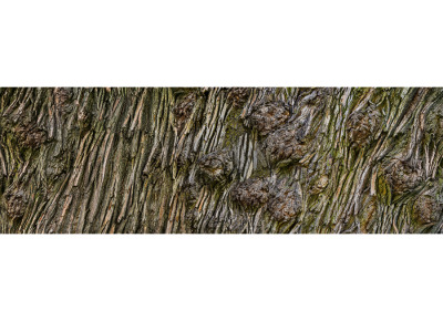 Norway Maple 370º (Edition of 5)