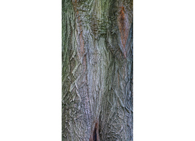 Hybrid Oak Study (Edition of 5)