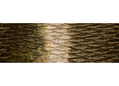 Mexican Fan Palm, 370° (Edition 1/5)