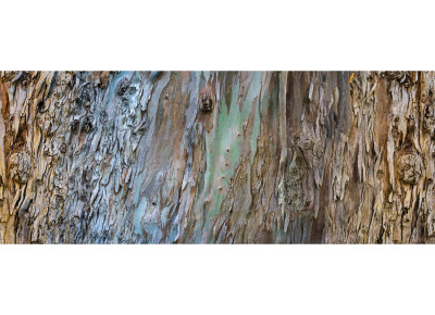 Eucalyptus, 370° (Edition of 5)